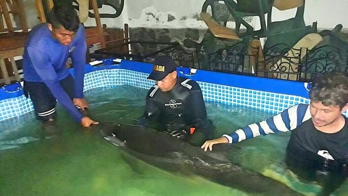 Así fue el rescate de 'Ana María', la delfín que se encontraba desorientada en las playas de Cartagena