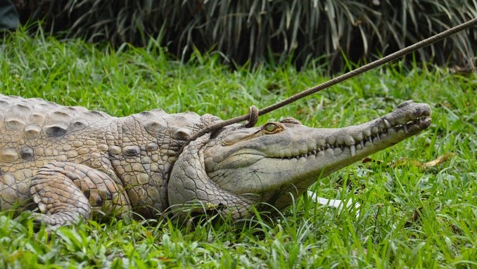 Quince ejemplares de caimán llanero serán liberados en el río Manacacías en el Meta
