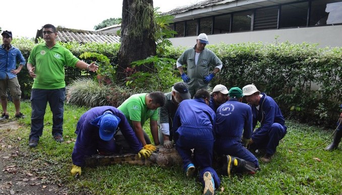 Quince ejemplares de caimán llanero serán liberados en el río Manacacías en el Meta