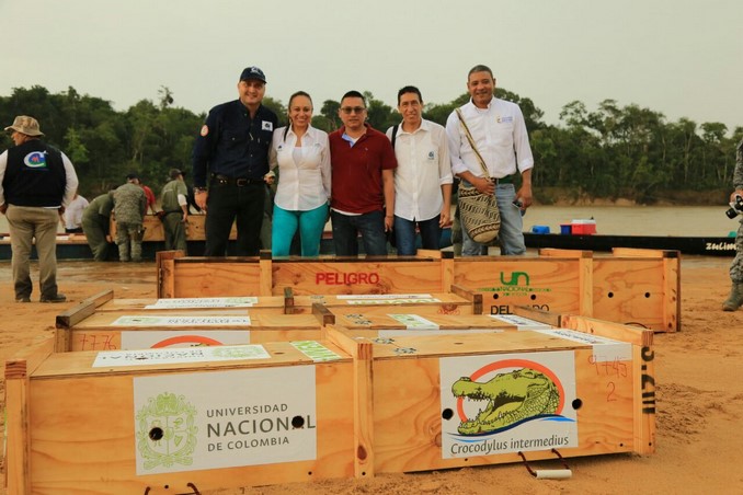 Así fue la liberación de 15 caimanes llaneros en el río Manacacías