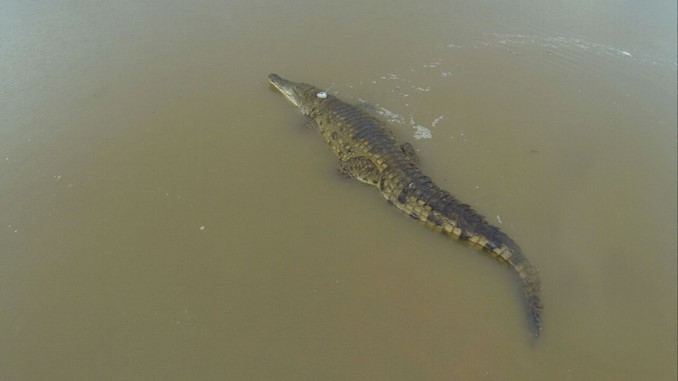 Así fue la liberación de 15 caimanes llaneros en el río Manacacías
