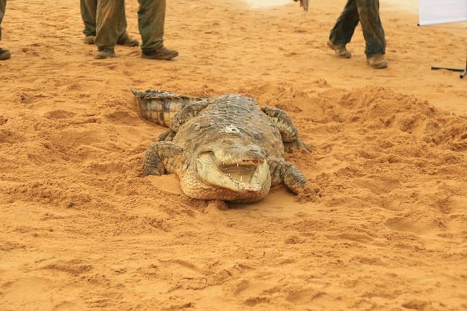 Así fue la liberación de 15 caimanes llaneros en el río Manacacías