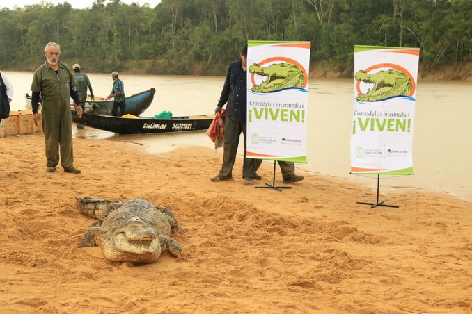 Así fue la liberación de 15 caimanes llaneros en el río Manacacías