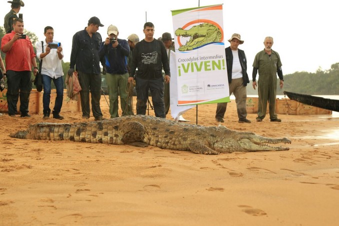 Así fue la liberación de 15 caimanes llaneros en el río Manacacías