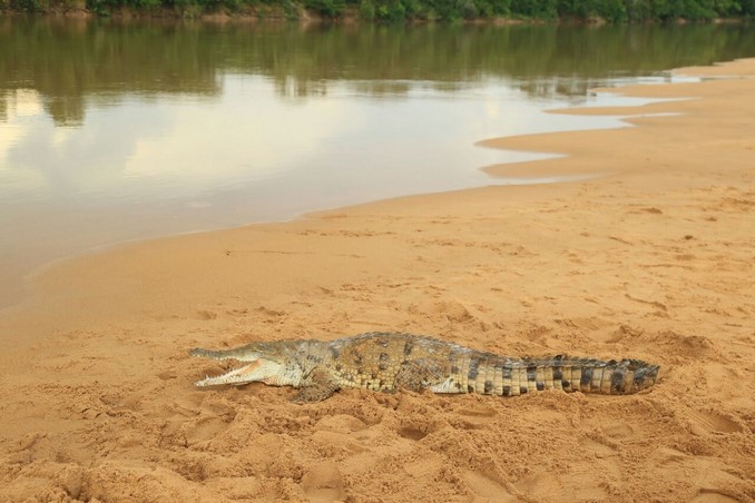 Así fue la liberación de 15 caimanes llaneros en el río Manacacías