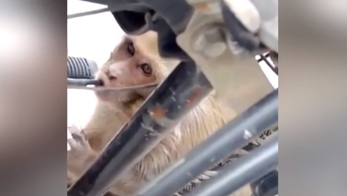 Captura tomada de Youtube: CGTN