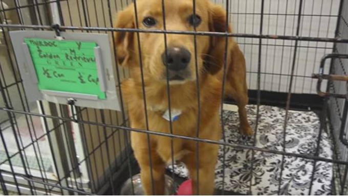 Murdoc/ Tomada de Youtube: Terrifive