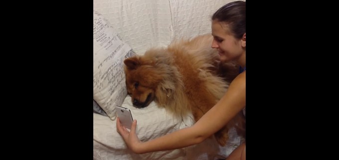 VIDEO: Perrita llora al ver a su dueña por videollamada