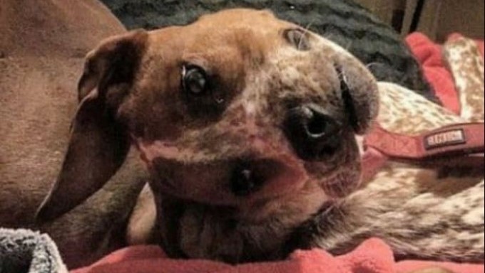 Internautas se “enredan” con ilusión óptica y creen que el perro es deforme