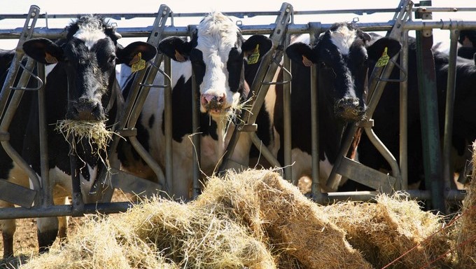 El presidente Santos confirmó que Colombia no perdió su estatus como país “‘libre de aftosa”