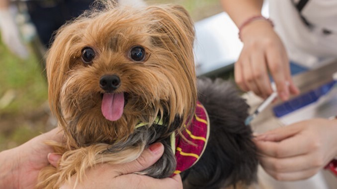 vacunas-caninas-Copiar