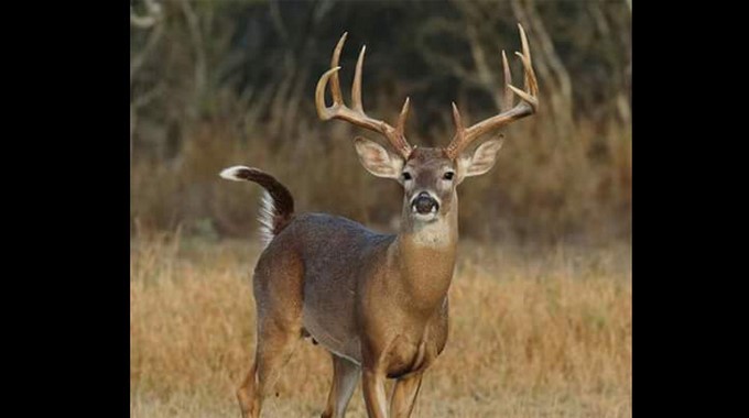 Venado/ Tomada de Diario El Mundo para ilustrar la nota