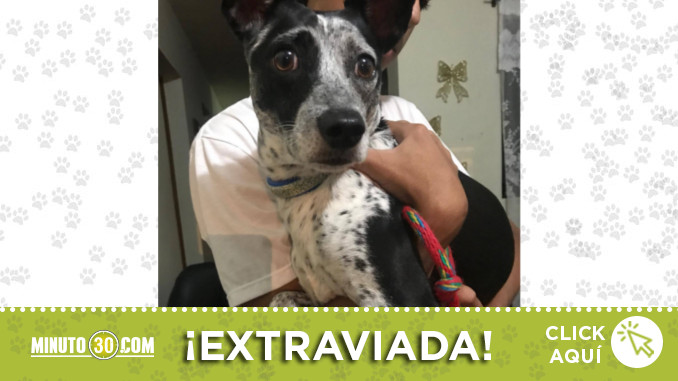 perrita_los_naranjos