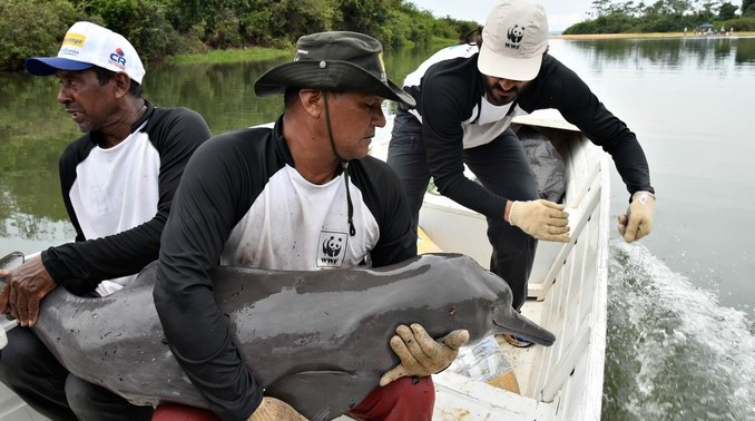 satelites_delfines_brasil