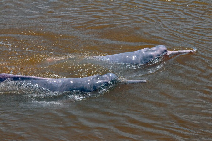 satelites_delfines_brasil