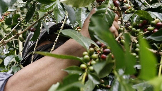 Se renovarán cien mil hectáreas de café por año hasta 2024