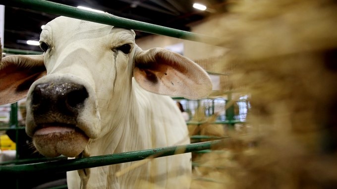 Se reabre en el mercado de Rusia la carne colombiana tras superar el brote de aftosa