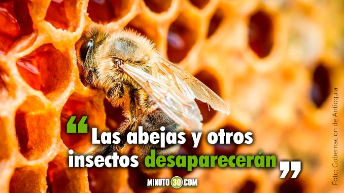 Las-abejas-y-otros-insectos-desapareceran