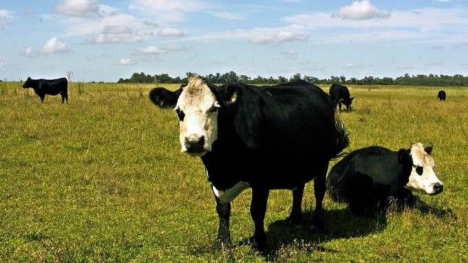 Venezuela anuncia el cierre comercial de la frontera con Colombia por aftosa