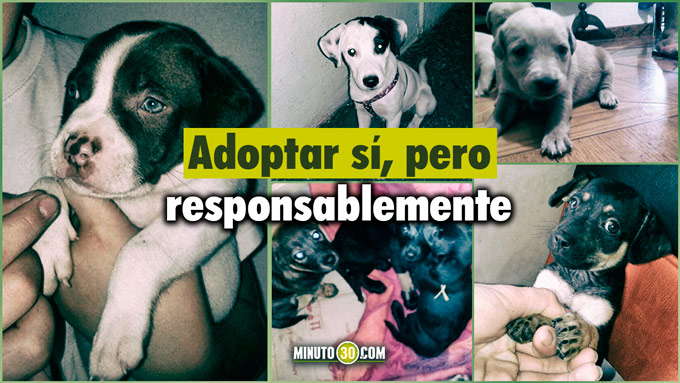 Esta Navidad la invitación es a decirle NO a la pólvora y SÍ a la adopción responsable de mascotas