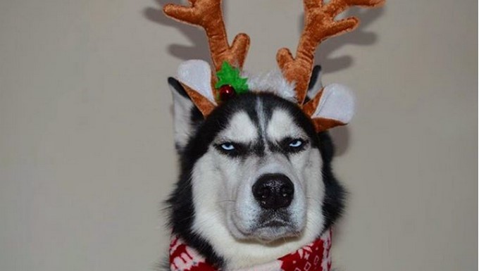 Anuko/ Tomada de Instagram: @huskyanuko