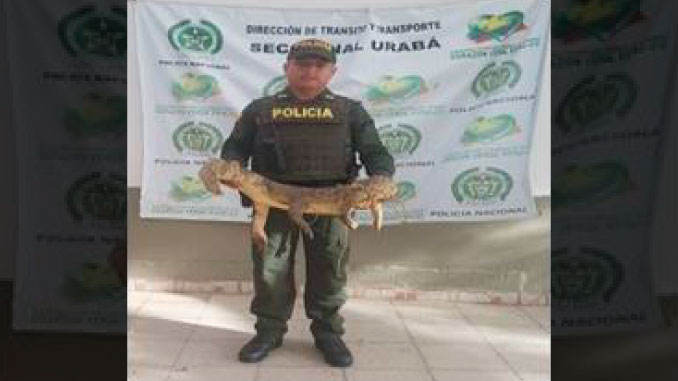 En Necoclí a un hombre de 32 años le incautaron una babilla, especie que está en vía de extinción