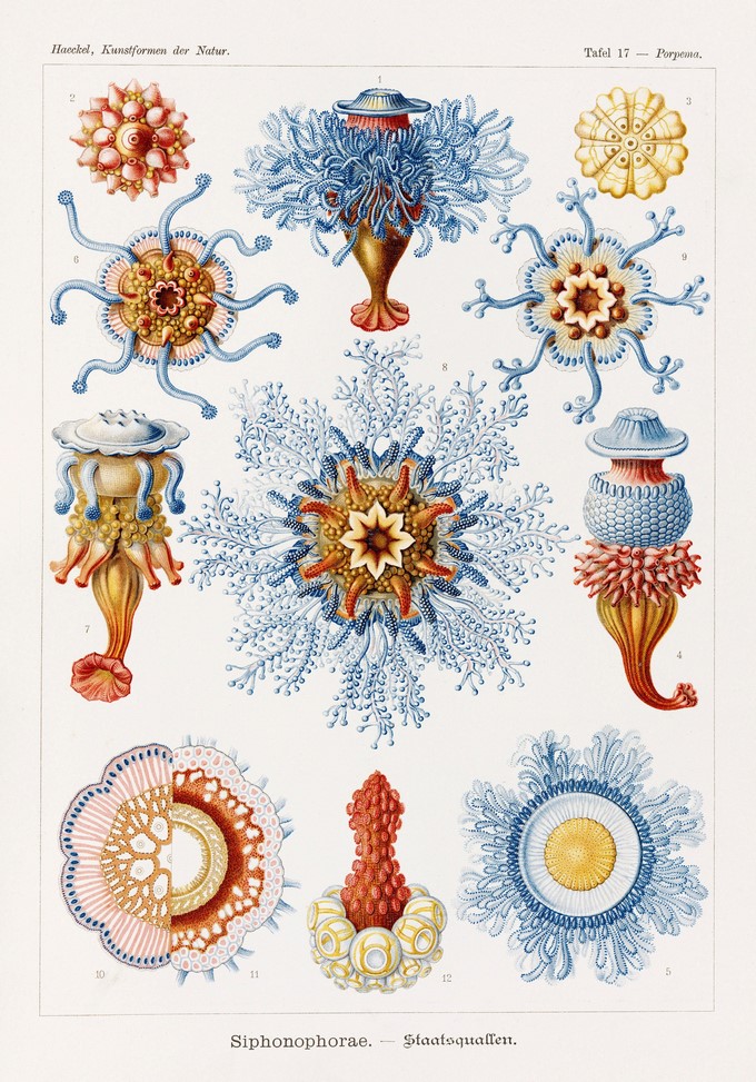 Lámina con dibujos de cnidarios y sifonóforos, extraída de "Formas artísticas en la naturaleza", obra del biólogo y naturalista alemán Enrst Haeckel. EFE
