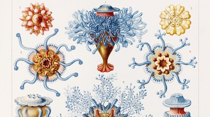 Lámina con dibujos de cnidarios y sifonóforos, extraída de "Formas artísticas en la naturaleza", obra del biólogo y naturalista alemán Enrst Haeckel, quien dio a la historia las páginas más bellas de la biología con sus dibujos de las caprichosas formas de la naturaleza, que sirvieron de inspiración al Art Noveau y se recopilan ahora en un libro que glosa su obra. "Arte y ciencia de Ernst Haeckel" (Taschen) presenta, en una primorosa edición, 450 láminas de sus obras y catálogos. EFE