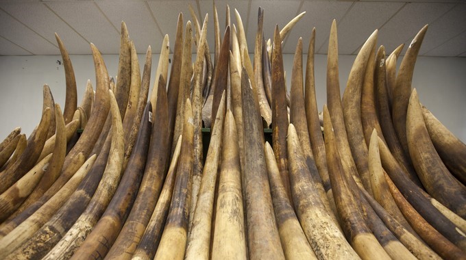 Marfil incautado en Tsing Yi, en Kowloon, Hong Kong (China). EFE/Archivo