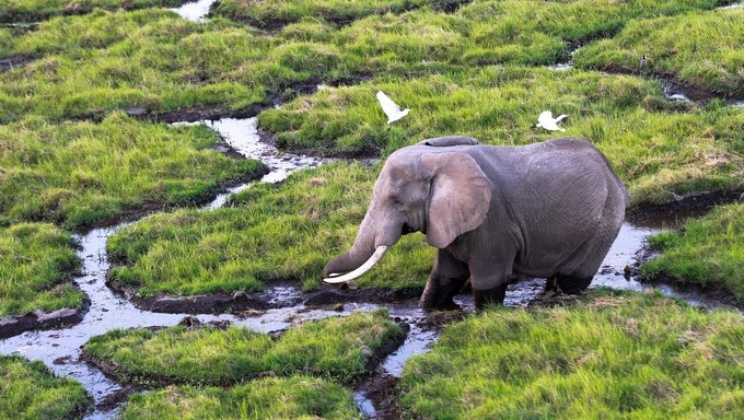 La eliminación de esa restricción provocó múltiples quejas de asociaciones defensoras de los derechos de los animales y de republicanos como de demócratas. EFE/Archivo