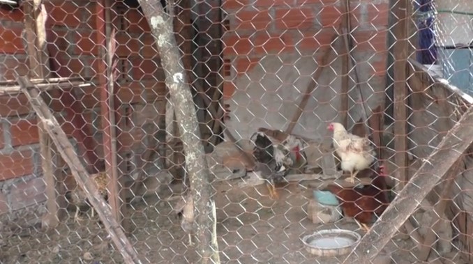 gallinas, gallinero, San Jerónimo