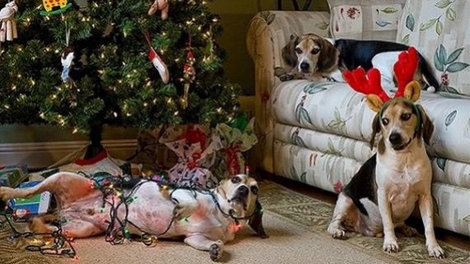 Estos adornos navideños podrían ser un peligro para tu mascota