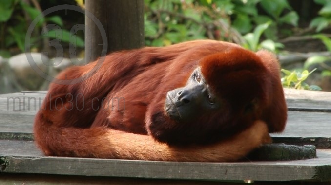 Mono zoológico Santa Fe