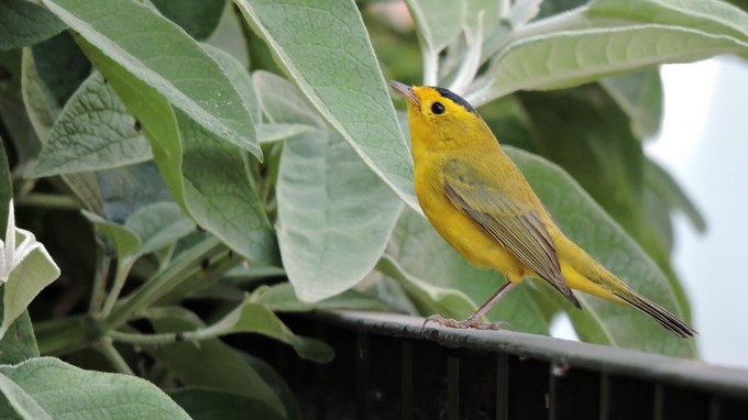 Pájaro Chipe Corona Negra/EFE/Rafael Calderón Parra