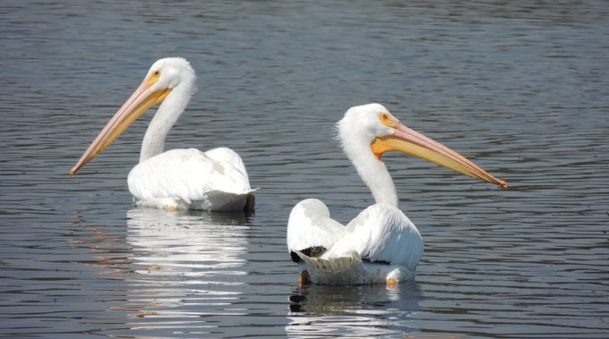 Pelícano blanco americano. EFE/Rafael Calderón Parra