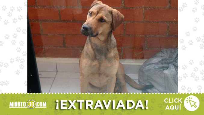 perrita-encontrada-medellin-bobota