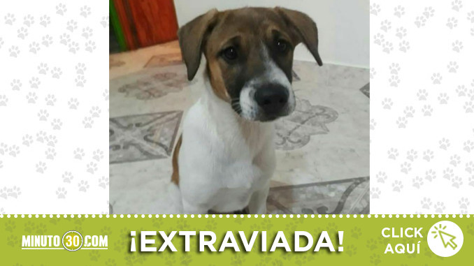 perrita-encontrada-santa-elena