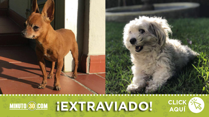 perritos-perdidos-poblado