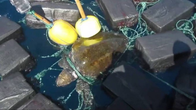 tortuga_atrapada_coca