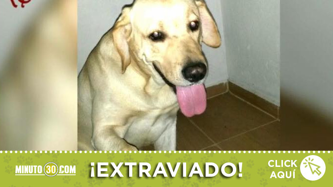 lio perrito robledo villa sofia