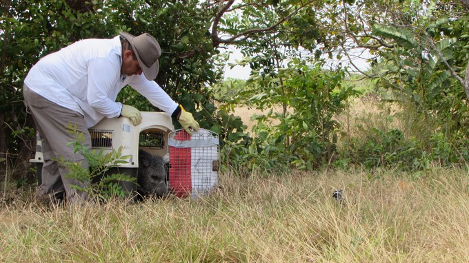 En su parque principal, Envigado celebra ser declarada Área Libre de Fauna Silvestre en Cautiverio 4 Fauna silvestre Cormacarena 3