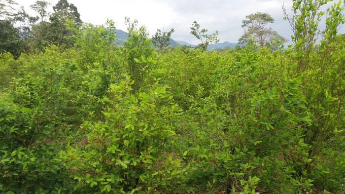 FOTOS: Ejército Nacional erradicó más de dos hectáreas de hoja de coca 3 Hoja de coca 1