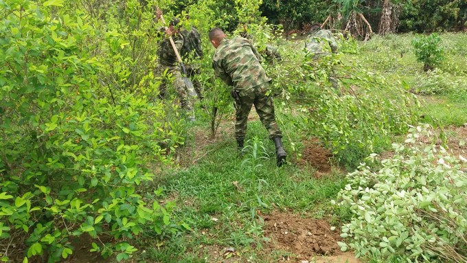 FOTOS: Ejército Nacional erradicó más de dos hectáreas de hoja de coca 4 Hoja de coca 2
