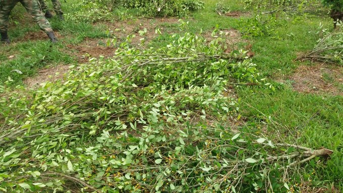 FOTOS: Ejército Nacional erradicó más de dos hectáreas de hoja de coca 5 Hoja de coca 3