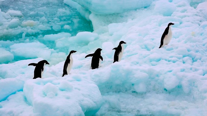 Antártida/ Cortesía Greenpeace