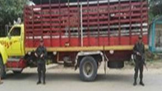 Veinte bovinos incautó la Policía en la vía San Pedro de Urabá - Turbo