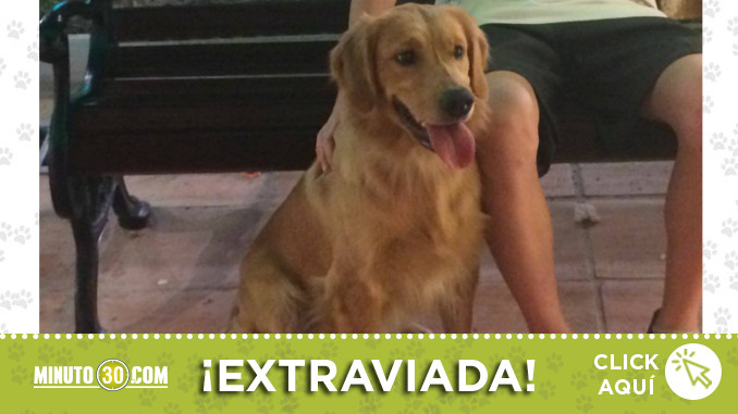 dana-extraviada-altavista