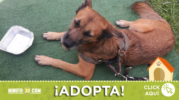 encontrado-abandonado-adopcion
