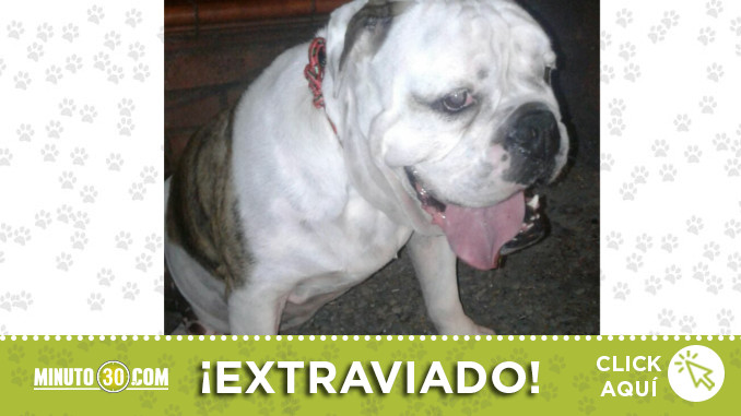 encontrado-santa-monica