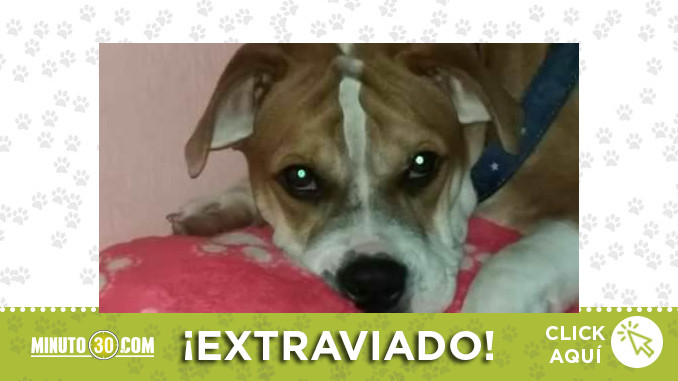 extraviado simon